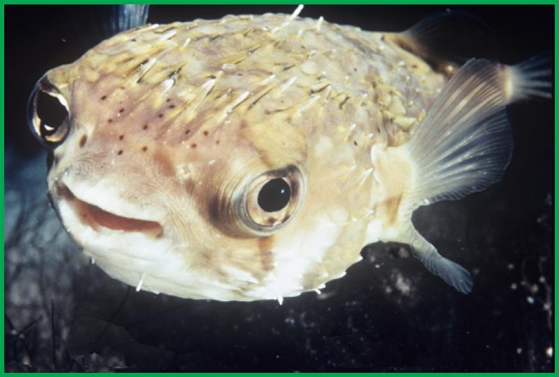 puffer fish Over time, organisms with