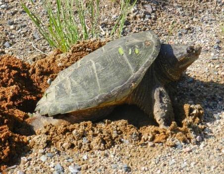 The eggs and hatchlings of snapping turtles may be eaten by other large turtles, great blue herons, crows, raccoons, skunks, foxes, bullfrogs, water snakes, and large predatory fish, such as
