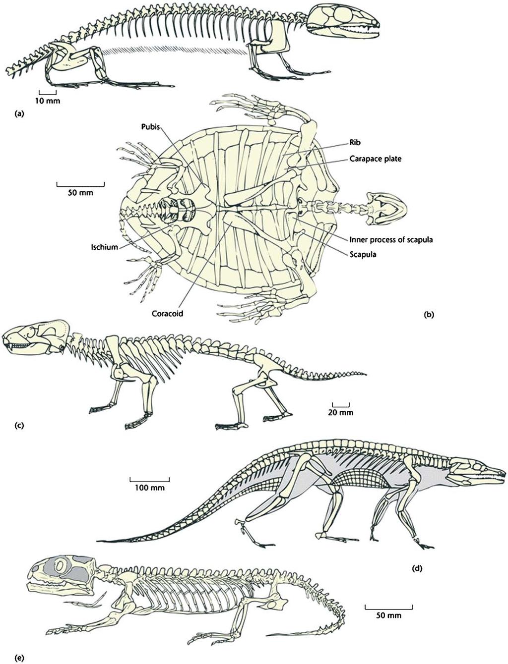 004126:f0002 Figure 2 Basic design of a diversity of reptiles. (a) The basal amniote Paleothyris, from the Mid Carboniferous of Canada.