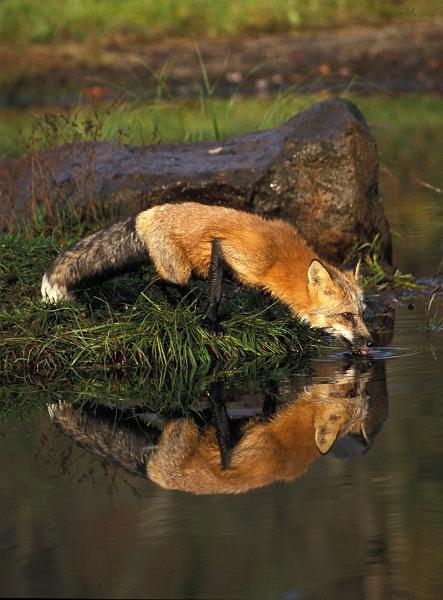 Educate the caller as to what red fox may be doing at this time. Place the caller concerns in perspective Talk about how beneficial foxes can be.