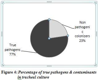 The percentages of true pathogens and probable contaminants in tracheal culture are shown in Figure 4. Organisms identified in blood cultures are shown in Figure 5.