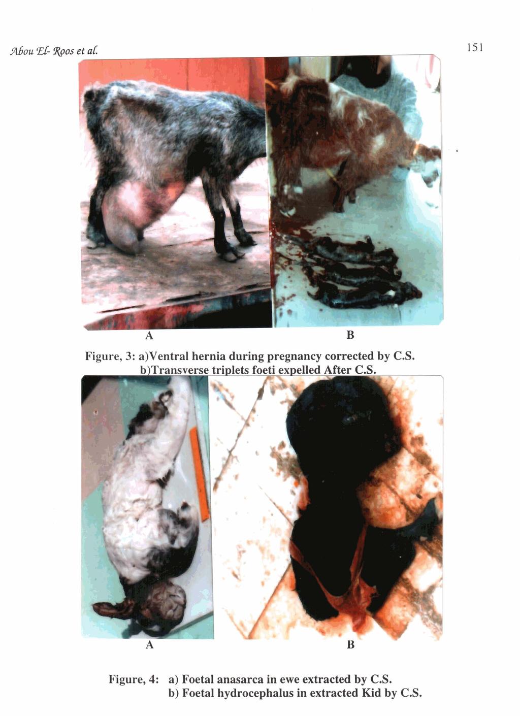 Figure, 4: a) Foetal anasarca in ewe extracted