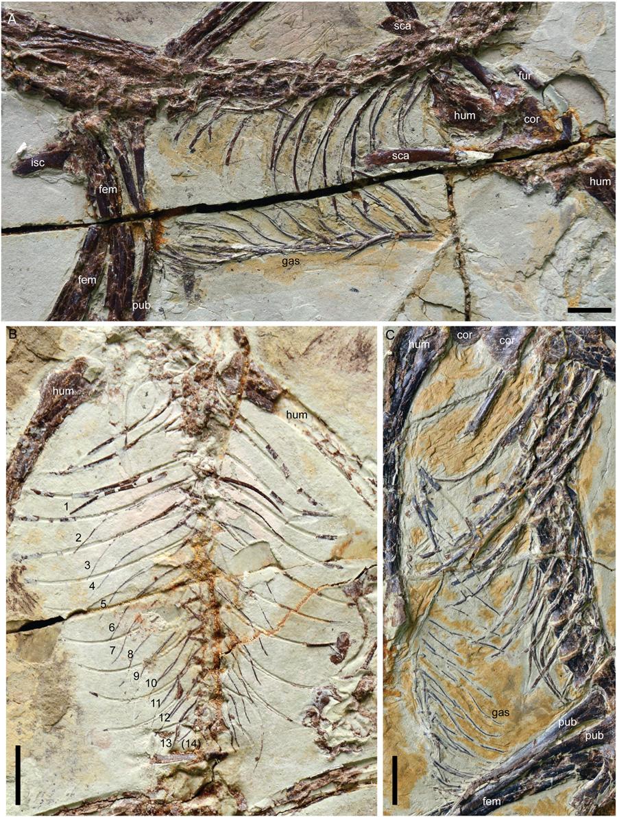 Sapeornis chaoyangensis were studied (SI Appendix, Table S2).