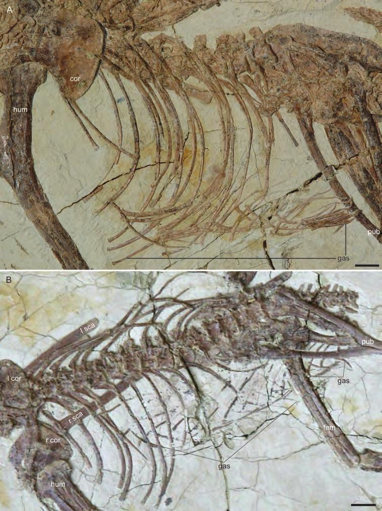 Supplemental Figures Figure S1. Close up of Sapeornis chaoyangensis preserving the complete or nearly complete gastral basket but no sternal ossifications.