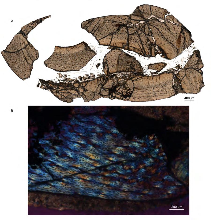 Figure S7. Humeral and femoral histology of a large specimen of Sapeornis (STM 15-70).