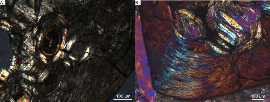 Figure S8. Details of the transverse femoral section of the smallest sampled specimen of Anchiornis (STM 0-5) under polarized light.