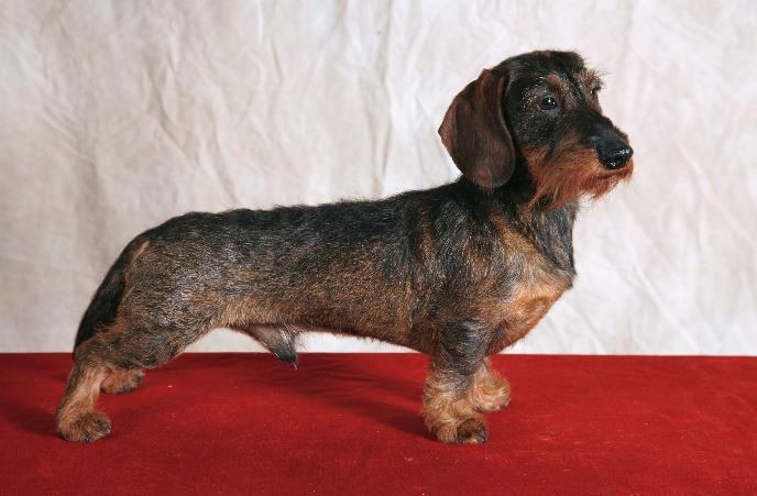 Dachshund (standard, wire- and longhaired) Ocular disorders known or presumed to be inherited (published) Diagnosis Description and comments specific to the breed Inheritance Gene/ marker test