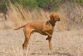 page Suggested Canine Ehrlichiosis Canine ehrlichiosis is caused by the bacterium Ehrlichia canis and is transmitted by the brown dog tick.