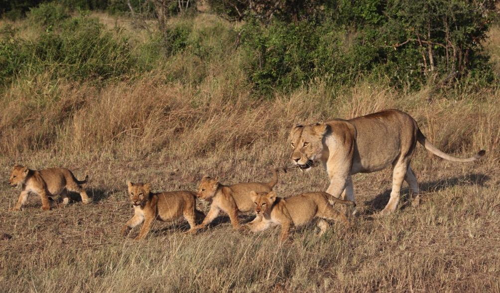 Luckily, the lioness had left her cubs at their denning spot, so the team was able to avoid the