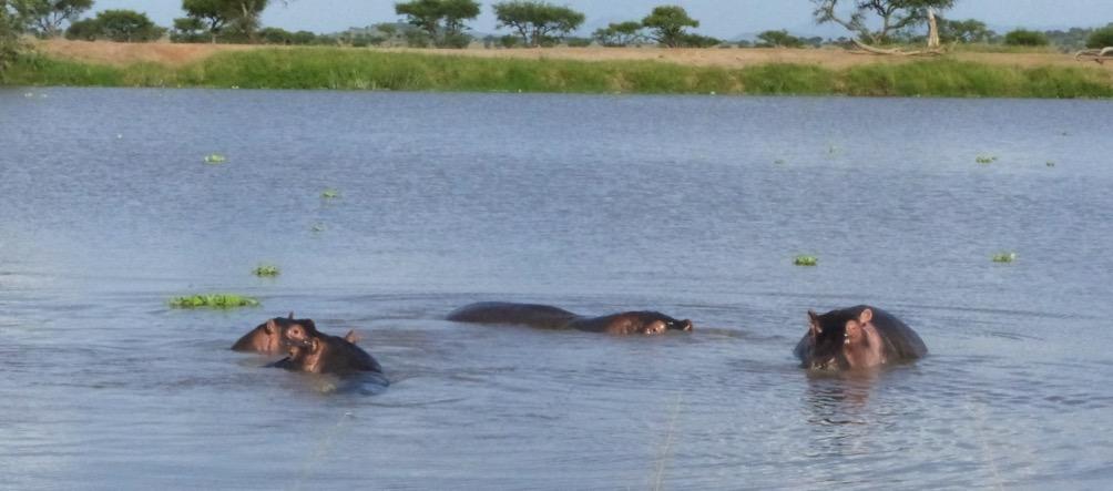 Hippo surprise The hippo population at Sasakwa Dam has experienced a rather slow growth rate since the Singita Grumeti concession was acquired and conservation work began in 2002.