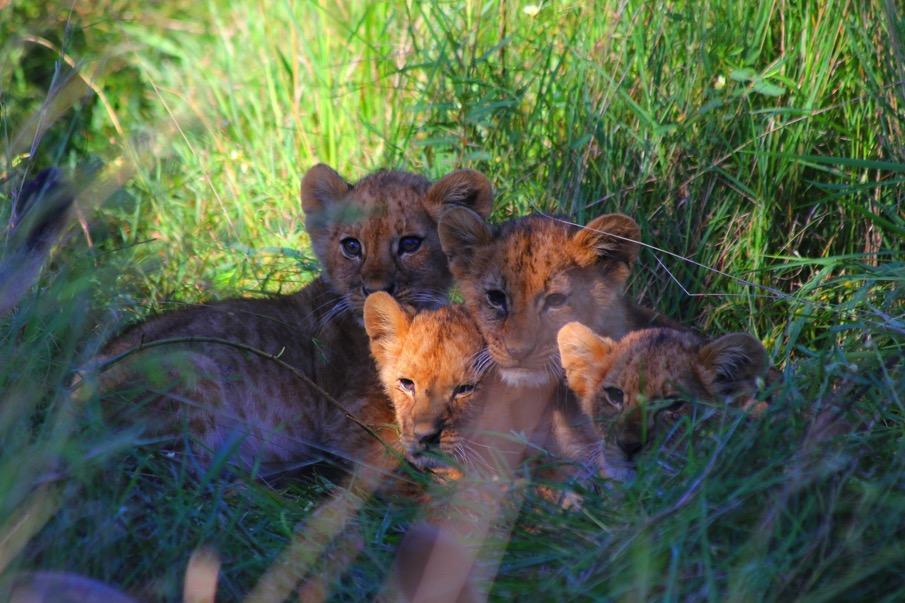Survival intervention The four lion cubs first seen on the Sasakwa Plains close to the main road in April are still around and things seem