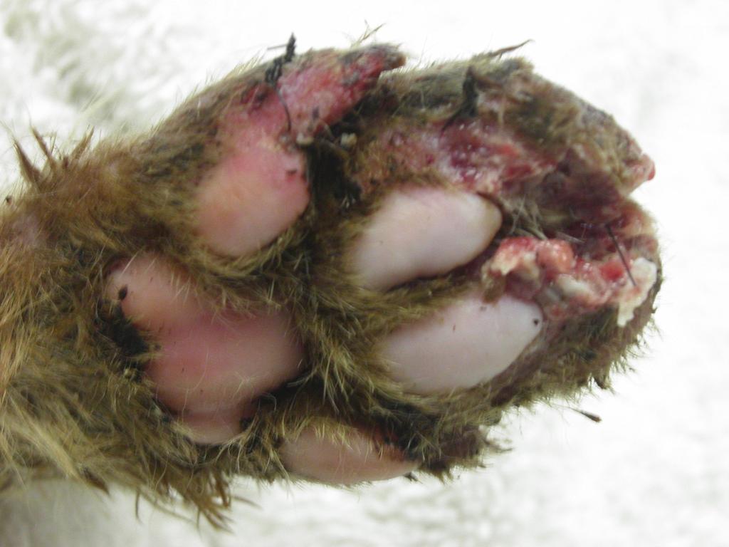 Facial dermatitis Caseous Paronychia Bridge of nose, periocular, pinnae Footpads (peeling appearance) Caseous paronychia Body