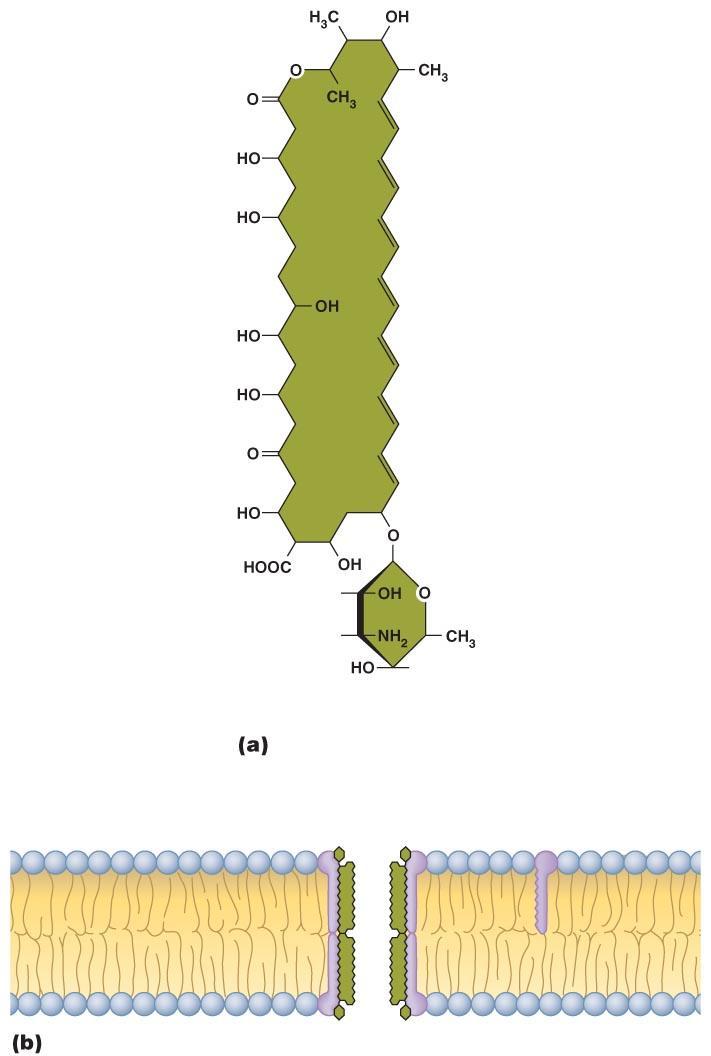 Figure 10.5 Disruption of the cytoplasmic membrane by the antifungal amphotericin B.