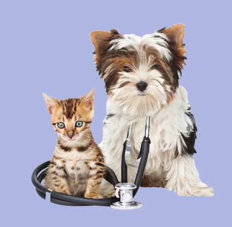 Interested in sponsoring a spay/neuter special or vaccine clinic?