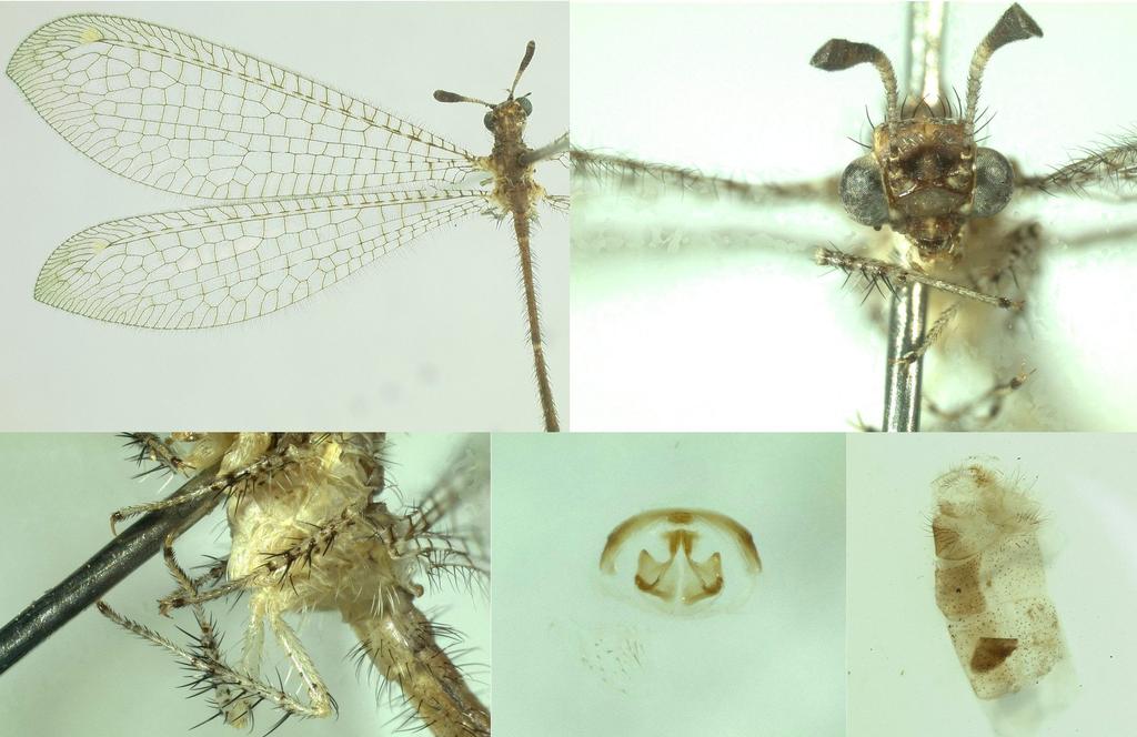 8 INSECTA MUNDI 0101, October 2009 MILLER AND STANGE 15 14 16 17 18 Figure 14-18. Maracandula colima. 14) Habitus photo of adult. 15) Frontal view of head. 16) Mid and hind legs. 17) Male genitalia.