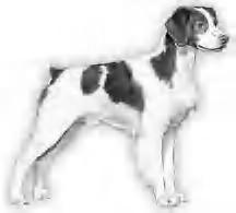 SAHUARO BRITTANY CLUB SPECIALTY SHOW CATALOG ADVERTISING The Sahuaro Brittany Club welcomes advertisement for your kennel, supplies, training or handling services, and/or to highlight your