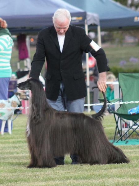 Stacking Show Dogs: part 1 Posted by Peter Frost: Top Dog HandlingJune 16, 2014 Who s the boss?