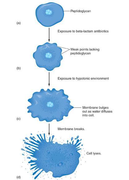 MECHANISMS OF ACTION OF ANTIBACTERIAL DRUGS The weakness in the cell wall causes the cell to lyze.