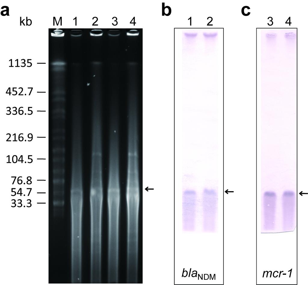 33 34 35 36 37 38 39 40 41 42 Supplementary Figure 1. Localization of bla NDM-5 and mcr-1 in E. coli CQ02-121 and CQ02-121T by S1-PFGE and Southern hybridization.