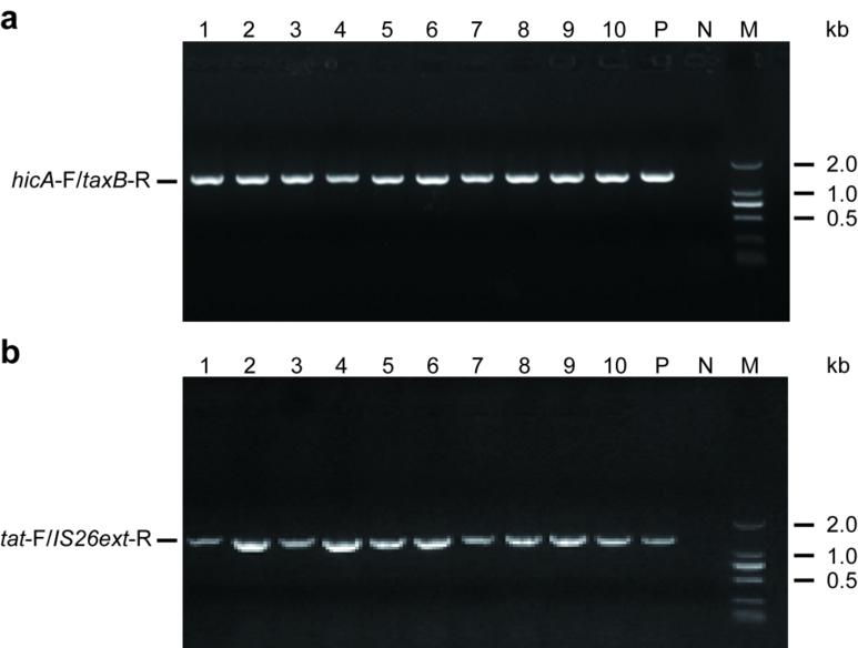 49 50 51 52 53 54 55 56 57 58 59 60 61 62 Supplementary Figure 3. PCR verification of the recombination junctions of pcq02-121 in E. coli CQ02-121 and its transconjugant CQ02-121T.