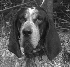 Summer is a two year old, 75 pound, spayed, female, Bluetick Coonhound. She was found astray, eating from garbage cans in Gap Mills, and turned over to MCAL in approximately January 2006.