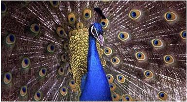 Colorful Plumage as Visual Signals Colorful and patterned