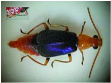 Beetles are source of neurotoxin (Mennill et al.