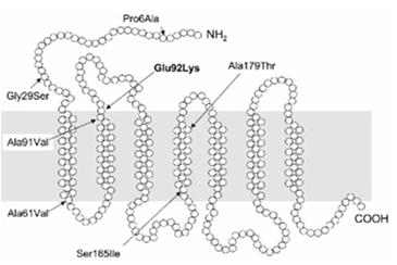 tyrosinase Agouti protein: binds to MC1R, can inhibit melanogenesis or