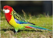 Psittacofulvins Pigments only found in parrots (Order Psittaciformes) Absorb