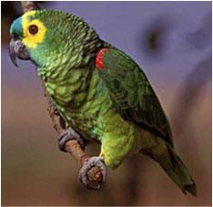 deposit psittacofulvins in plumage carotenoid structure: Structural Color: