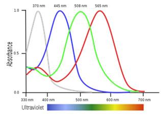 wavelengths UV