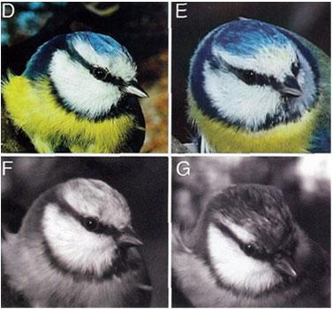 UV-reflecting feathers in the blue tit Mating success reduced