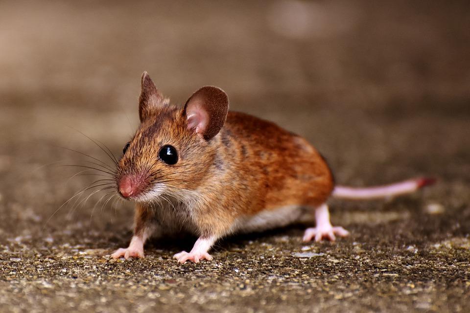 Pocket Mice Name:Tori Navares Pocket Mice Pocket Mice live in the deserts of the American southwest.