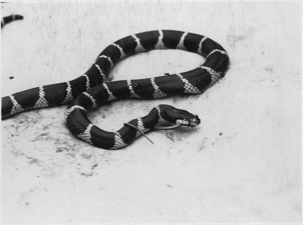 N : Z -A Zoe-Anne Name: Valleroy S F The California whipsnake,also known as the striped racer, is a colubrid snake found in habitats of the coast, desert and