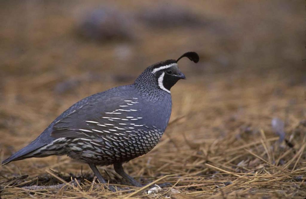 C f Q N :S C The California quail, also known as the valley quail, is a small ground-dwelling bird in the New World quail family.