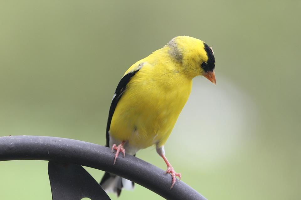 Goldfinches Names: Tori The Gold Finches is a Migratory, ranging from mid-alberta to North carolina during the