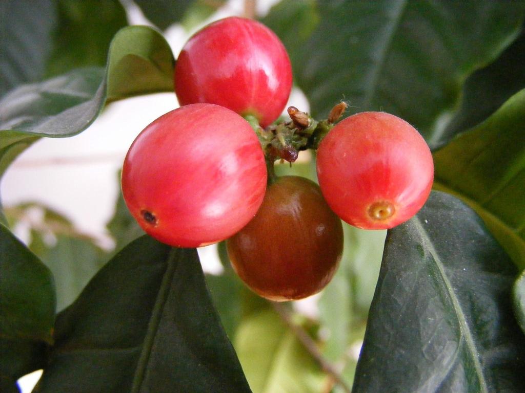Coffeeberry Names:Jayden /Daniel Frangula californica is a species of