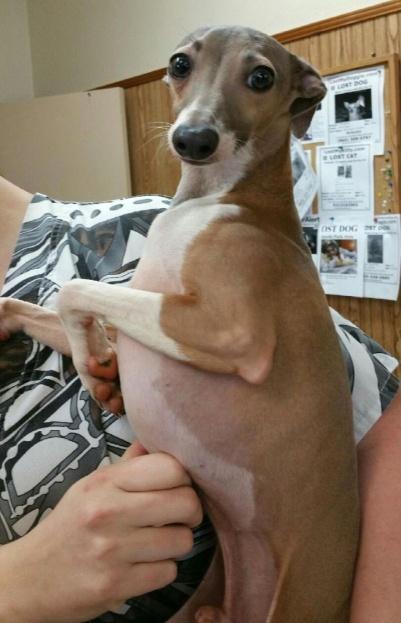 Cooper is a male Italian Greyhound, 1.5 years old, 9 lbs. A few months ago, his owner took him to our vet, Dr. James at Broadway Veterinary Clinic, to be euthanized.