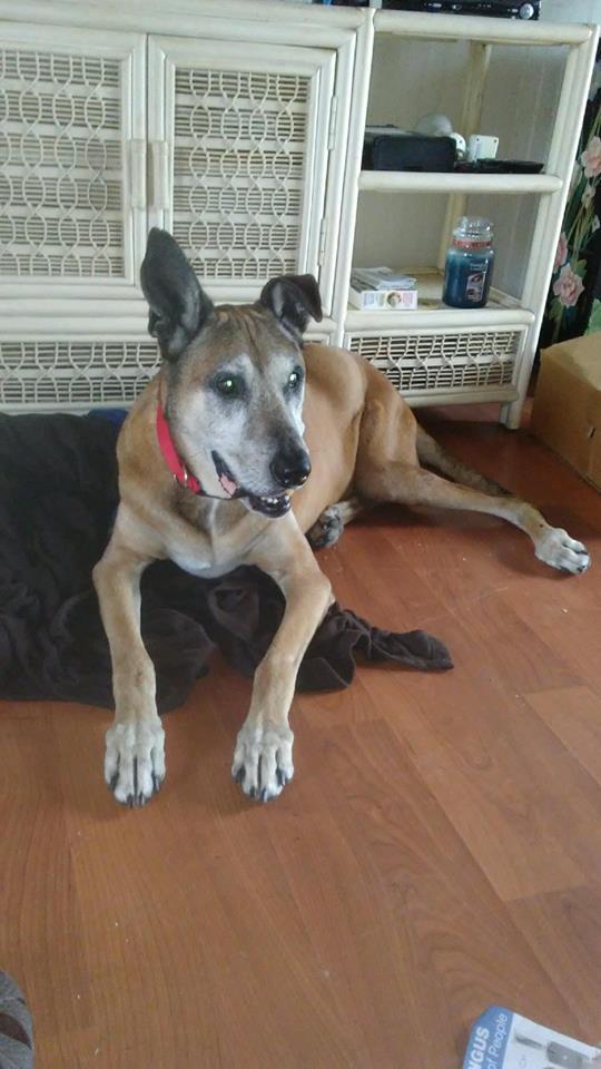 Adoption Update: Rocko's Story Sometimes a happy ending begins with a tragedy. Rocko was brought to us after his owner was found deceased. At 12 years of age, this old dog's world turned upside down.