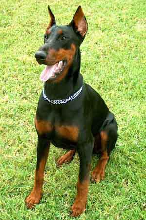 Breed of the Month Doberman submitted by Connie Cuff Intelligent, agile, courageous, the breed was developed primarily for guard work in Germany a little over a century ago.
