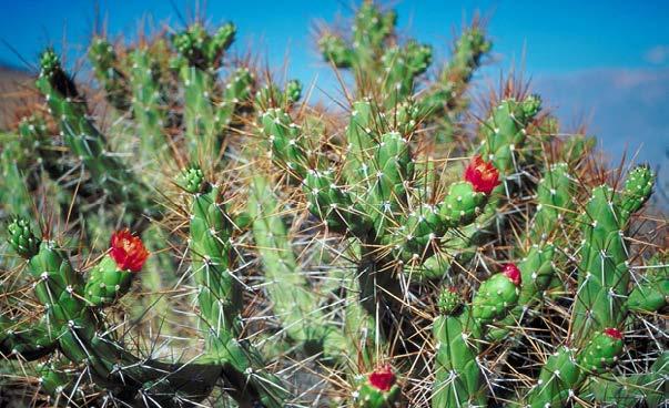 Cactus spines are an adaptation to keep animals from eating the plant. Table of Contents Introduction Introduction... 4 Survival of the Fittest... 6 Plant Adaptations... 10 Animal Physical Adaptations.