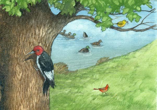 A small bird called a warbler sits on a tree branch, singing a beautiful song. Suddenly, he stops and dives to catch an insect flying by. The insect struggles, but it can t escape.