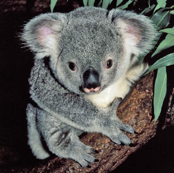 Australia s koala bears are well suited to their environment. They spend much of their time in eucalyptus trees eating the leaves.