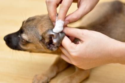What s lurking down your pet s ear??? Page 2 Ear infections are a very common problem that we see as vets.