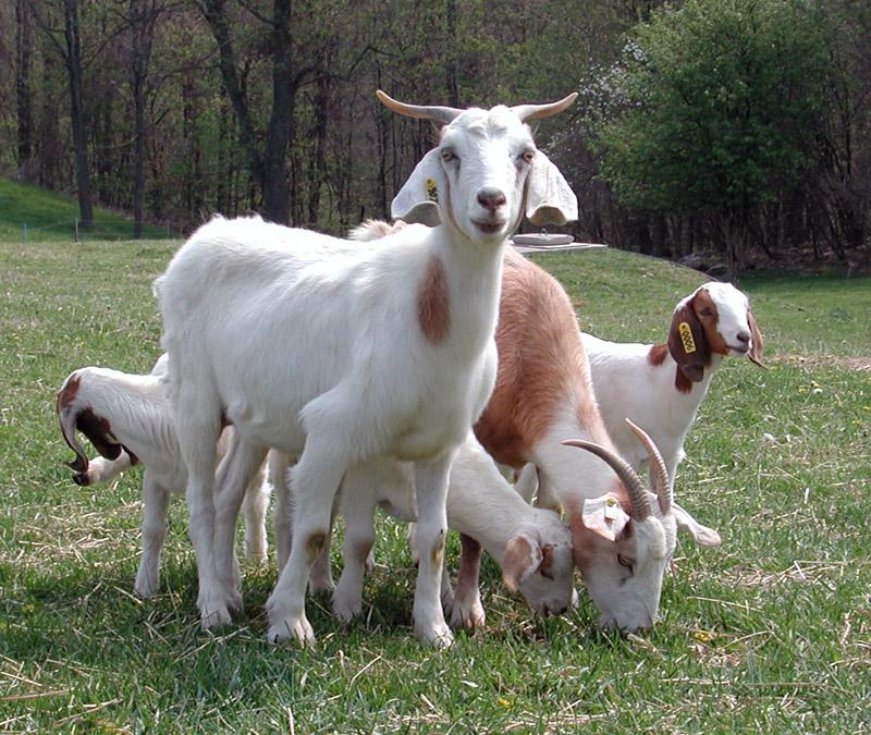 C. Define common terminology used in animal science Goats (Caprine) *Genus/Species: Capra hircus *Baby: Kid *Young