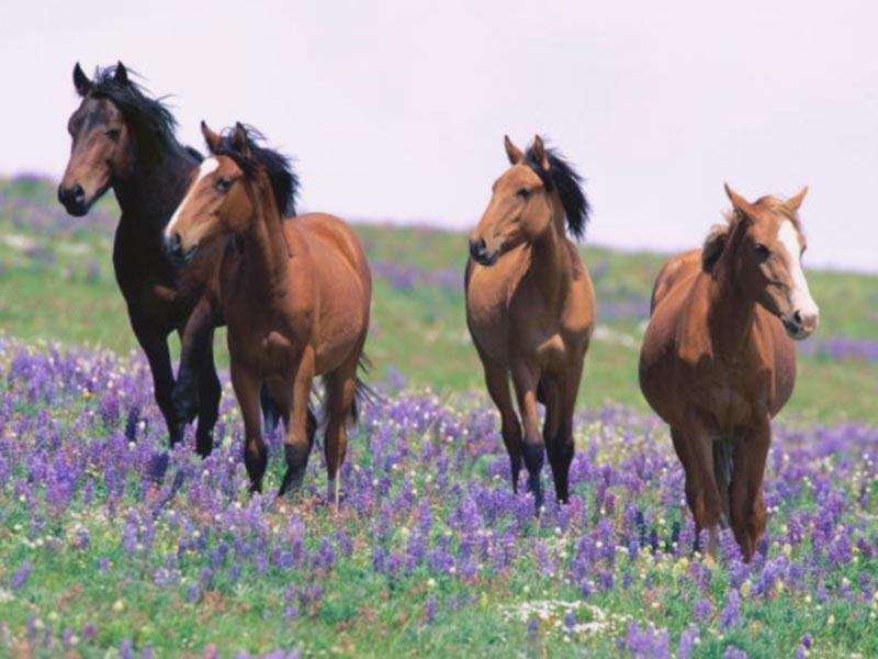 C. Define common terminology used in animal science Horses (Equine) *Genus/Species: Equus caballus *Baby: Foal