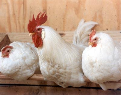 Male: Capon *Mature Male: Rooster *Mature Female: Hen *Group: Chickens: Brood,