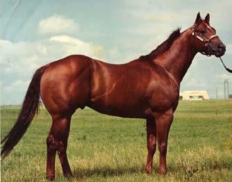D. Categorize & distinguish animals by breeds, species, and types Breed Example: Equine Breeds Quarter Horse: Runs ¼ mile exceptionally fast, medium build, common for ranch work, solid color