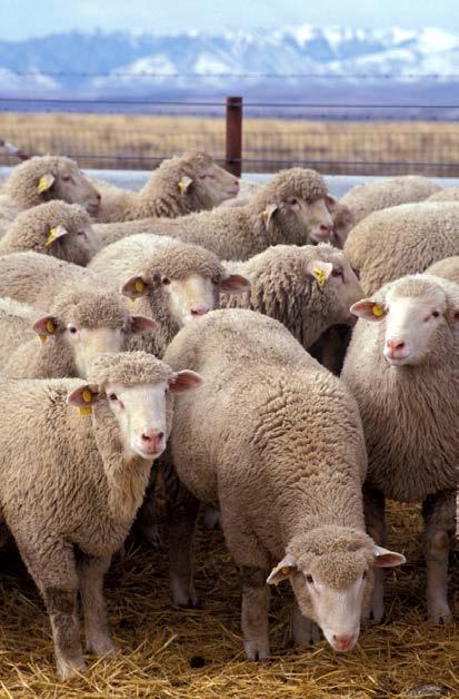 E. List major types & uses of each species of livestock Sheep Wool type Meat type Dual Purpose FYI: