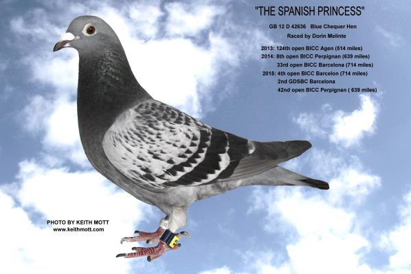The other star of the 2015 season was the three year old blue chequer hen, The Spanish Princess and she really is a class act!